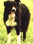 Buster ABC "on watch duty".
Buster (ABC) 1996-1999:  Never did we think this loss would affect us so much.