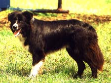 Border Collies are great farm dogs.
Meet - Buster ABC